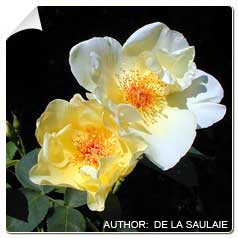 Roseira 'Golden Wings'